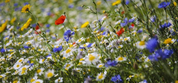 Wild Flowers – the most beautiful ones