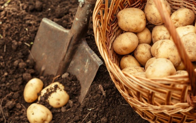 Interesting Things About Potatoes