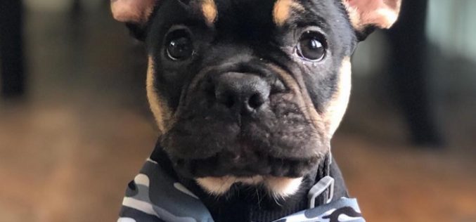 What are the exercise requirements for a French bulldog?