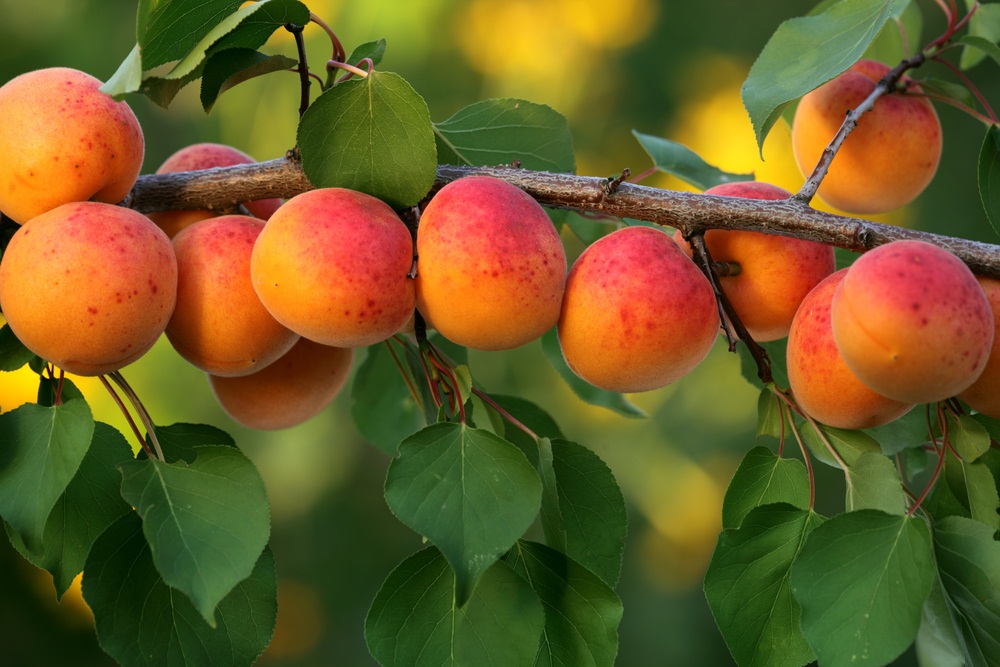 Can I buy fruit trees in the UK?
