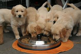 Some essential ingredients for your puppy food 