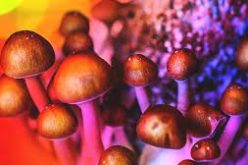 What are the several ways of consuming penis magic mushrooms?