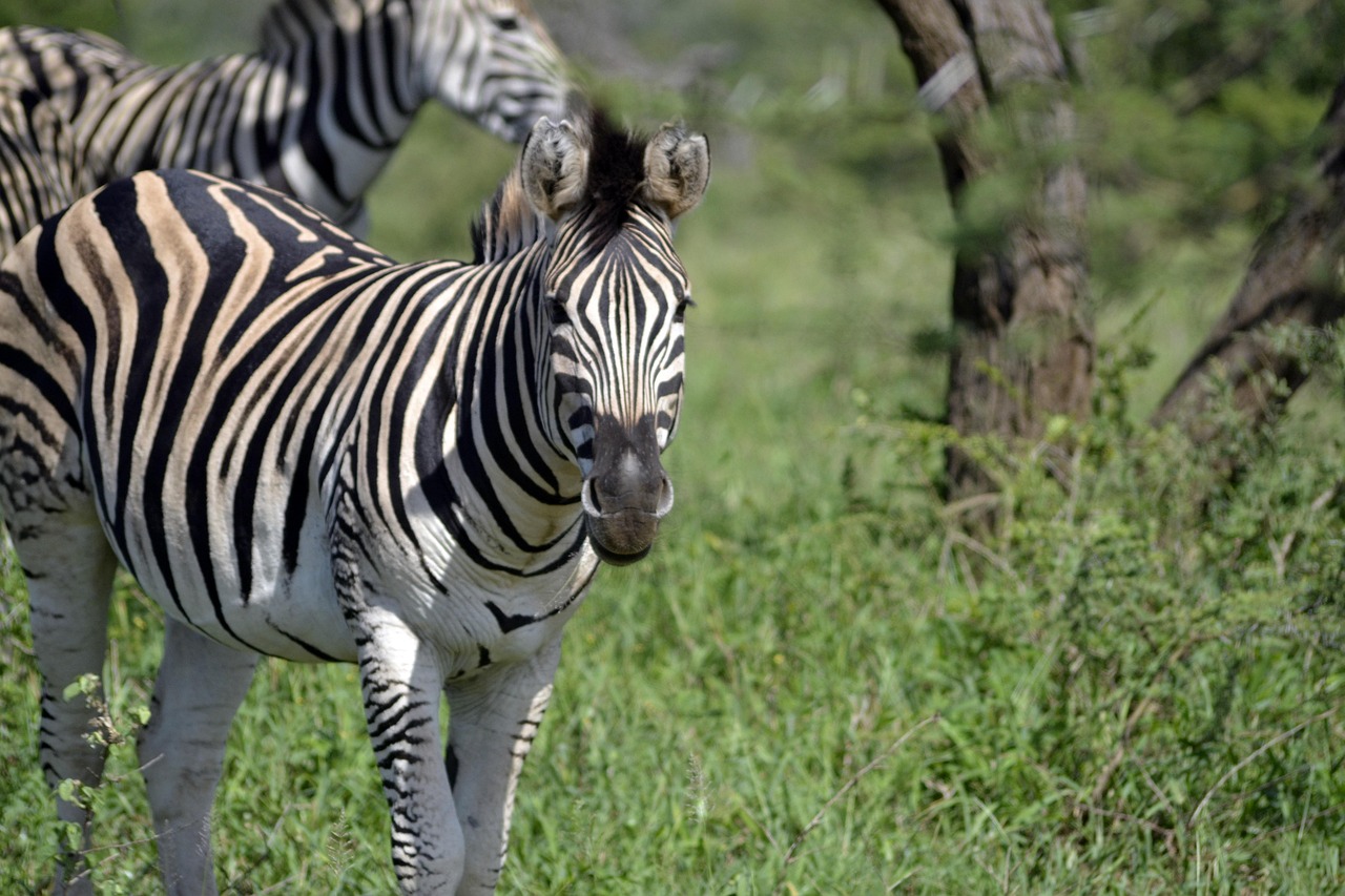 Zebra, umfolozi game reserve, south african wildlife — Bayarjitu Supports Smooth Gaming Access with Efficient Features