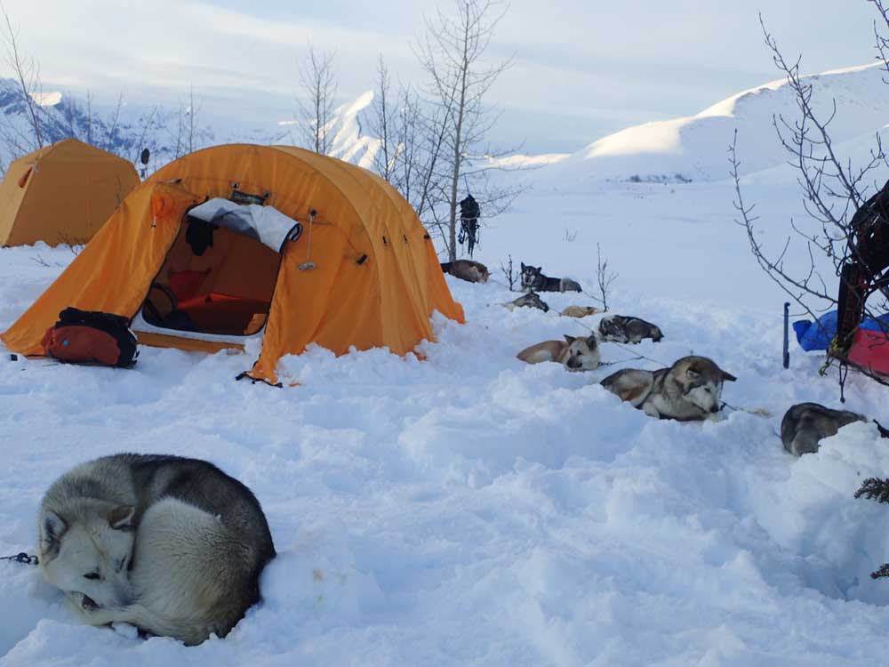 A snowy landscape with orange tents and resting sled dogs in a campsite