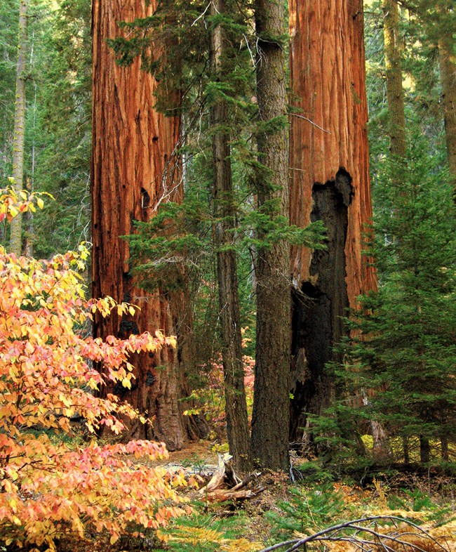 Tall sequoia trees surrounded by colorful autumn foliage in a forest setting